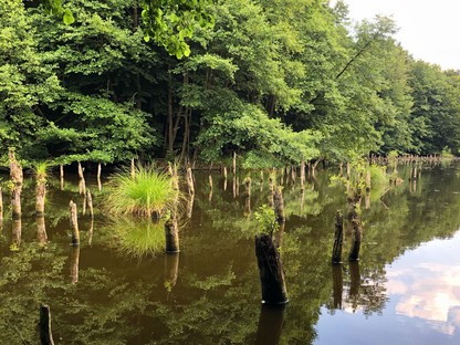 Így hat a klímaváltozás a magyar erdőkre: a fenntarthatóság fontosságára neveli a gyerekeket az Erdei Vándortábor