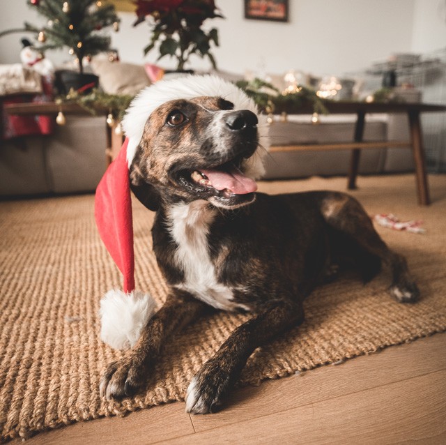 Az állatvállalás egy életre szól, nem csak karácsonyra