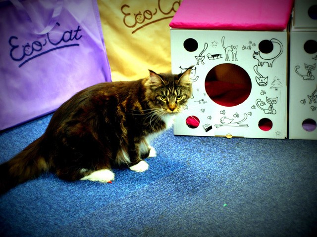 Az Eco-Cat cicaház a tavalyi év utolsó macskakiállításán mutatkozott be a szakmának, ott készültek a fotók 