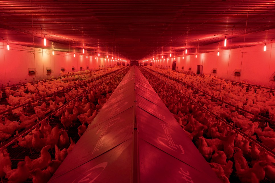 Szalai Dániel munkáiban az állatok és emberek közti erős társadalmi metaforákban gondolkozik