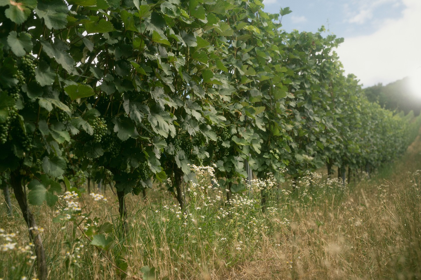 A  Turay Családi Pincészet biodinamikus szemléletben készíti borait