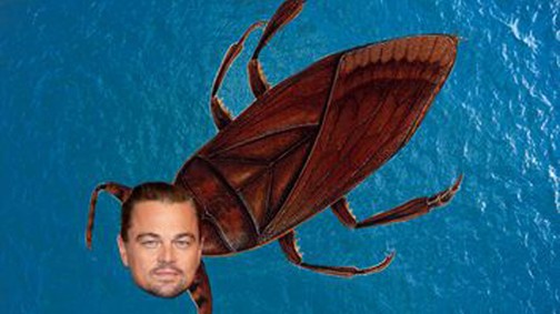 Leonardo DiCaprio-ról neveztek el egy újonnan felfedezett, undoritó csótányt!