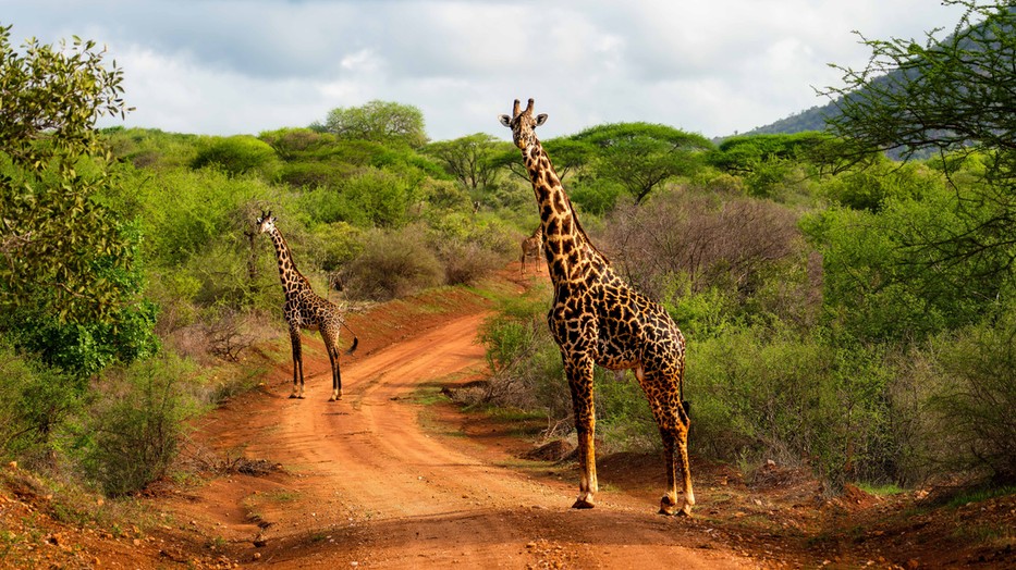 IBUSZ utazás Kenyában: szervezett szafari és egzotikus élmények Kelet-Afrika lenyűgöző tájain, ahol a vadon, a kaland és a kikapcsolódás találkozik