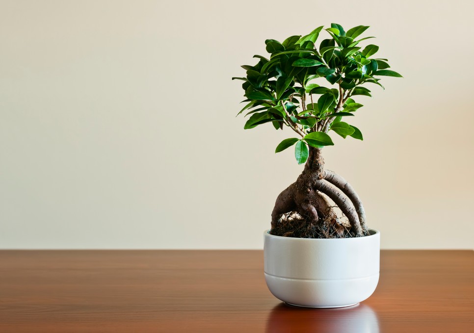 Fikusz bonsai (Bonsai Ficus retusa) 