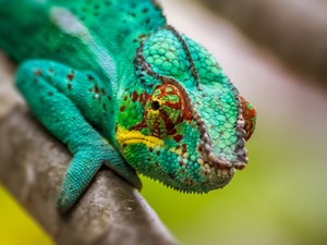 A legviccesebb dolog ma: egy leguán trollkodta szép ennek a nőnek a fotóját
