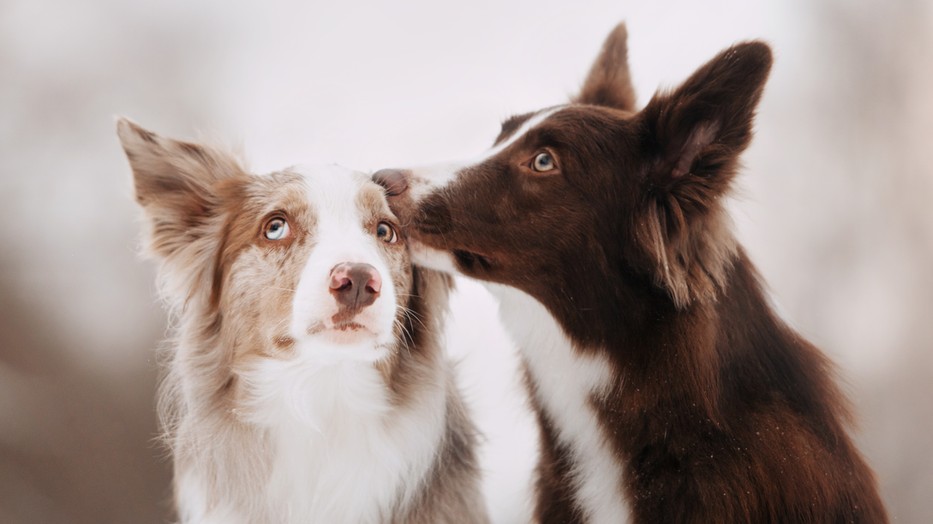 Egy kutya élete nagyban múlik azon, milyen a napi szokásotok mind a táplálkozás, mint a mozgás terén