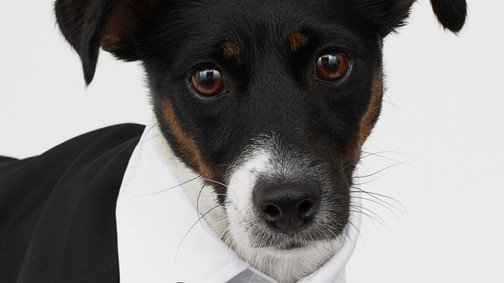 Ezek a legmenőbb kutyaruhák: a rossz időben jól fog jönni