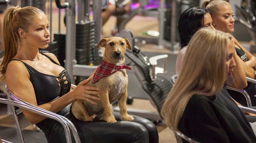 Fehérjével koccintottak a testépítők