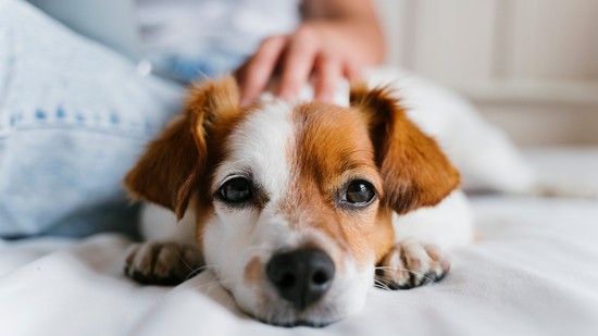 Ezek a kutyák élnek legtovább: a yorkshire terrier, a tacskó és a csivava is felkerült a listára