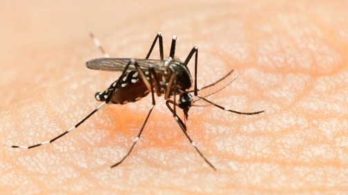 Nem fog kitörni Zika-járvány