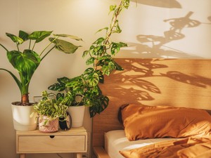 5 növény, amitől úgy alszol, mint a bunda - ezeket a virágokat tartsd a hálószobádban