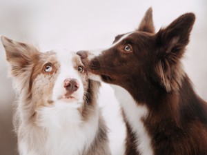 Egy állatorvos 7 jó tanácsa, amit fogadj meg, és évekkel tovább élhet a kutya