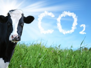 A magyar vásárlókat egyelőre nem érdekli az élelmiszerek ökotudatossága