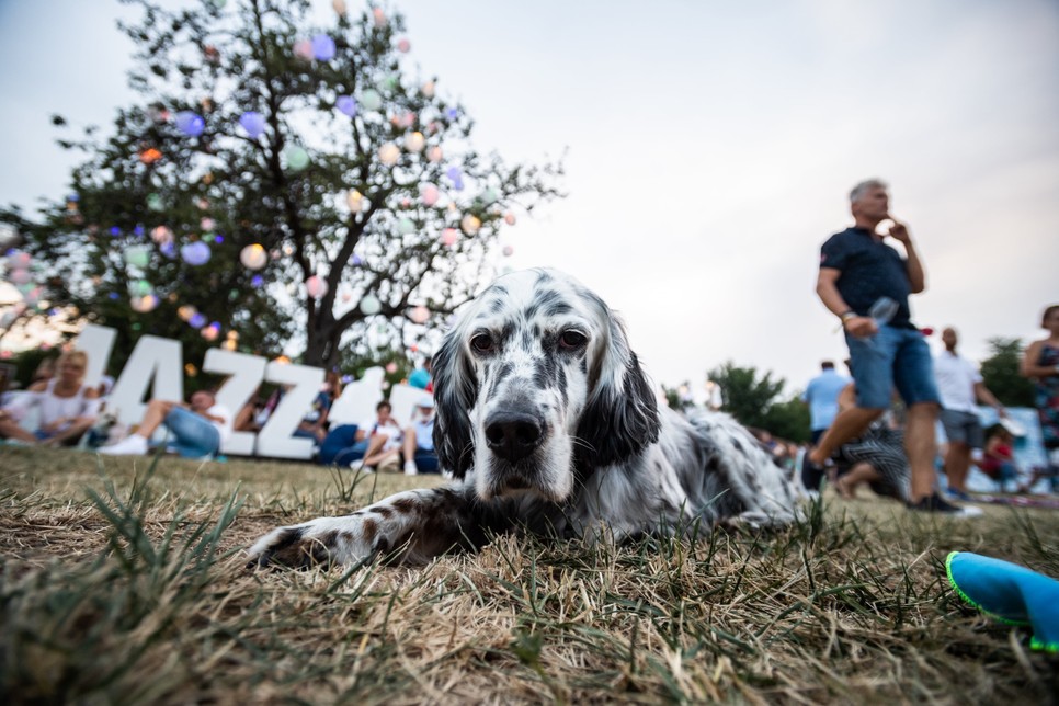 Woodstock a balatoni hegyoldalban, pezsgővel, gourmet közönséggel - Jön a Paloznaki Jazzpiknik