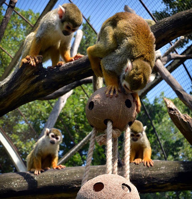 Az állatoknak is szükségük van szórakozásra!