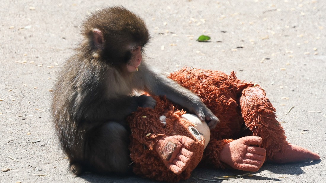 2026 februárjában lett világhírű a Punch névre hallgató makákóbébi, a világ szíve egy emberként facsarodott el hányatott sorsát látva