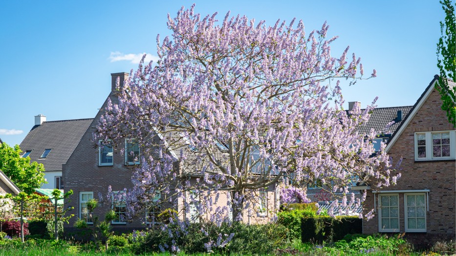 A császárfa nemcsak gyönyörű, de a hiedelem szerint szerencsét is hoz