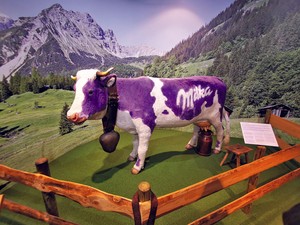 A lila tehenek nyomába eredtünk