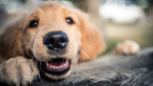 Hogyan élhet sokáig és boldogan a kutyád? Állatorvost kérdeztünk