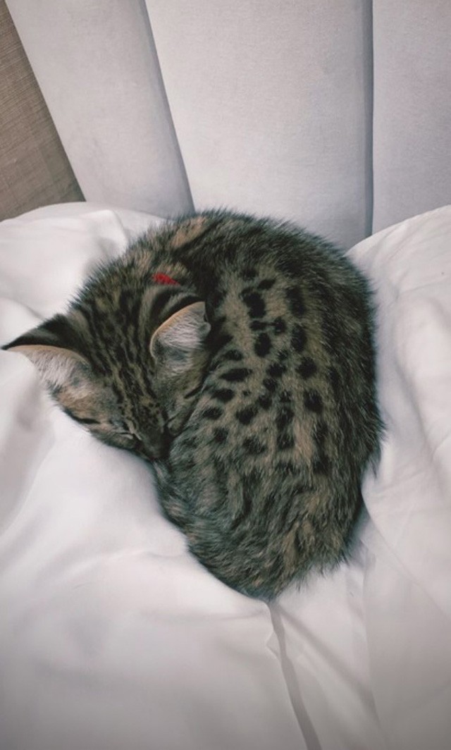 Összeszorul a szíved, ha meglátod Justin Bieber új kiscicáját