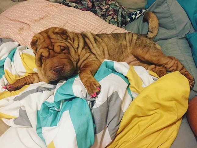 állatmanikűr, állati manikűr, kilakkozott macskák, kilakozott kutya, soft paws, házi kedvenc, kutya, macska, manikűr, lakk