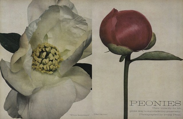 Irving Penn csendélet a Vogue-ban