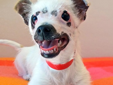 Az égési sebekkel eltorzított fejű kiskutyát, Lisát örökbe fogadták