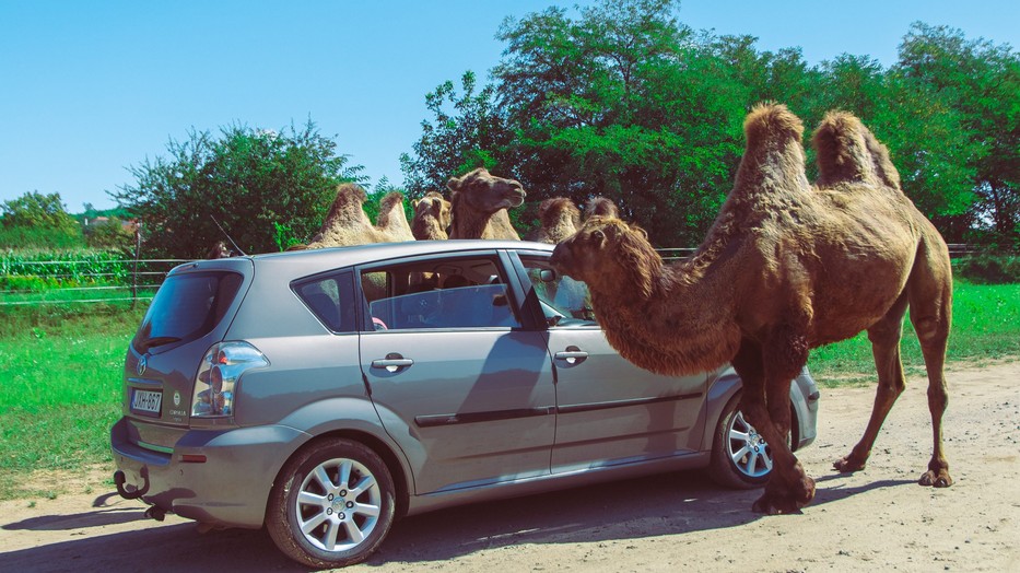 A nagykőrösi szafari parkban boldogan élhetnek a cirkuszi állatok, ti pedig rendszeresen meglátogathatjátok őket