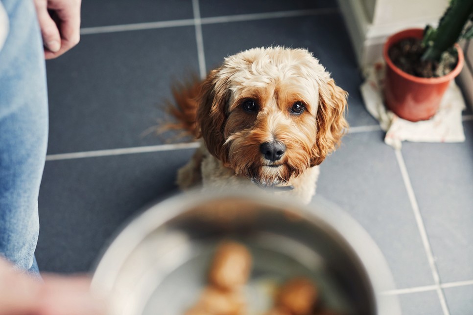 Az állatorvos szerint legjobb, ha a kutya 2-3 óráig nem sétál és nem is játszik, miután evett, hogy biztosan elkerülje a bélcsavarodást