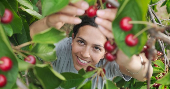 Ezeket a gyümölcsfákat ültesd a kertedbe, ha szeretnéd, hogy generációkon keresztül éljenek