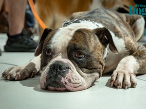 Ilyen volt a GLAMOUR & We Love Dogz Mancsparty 