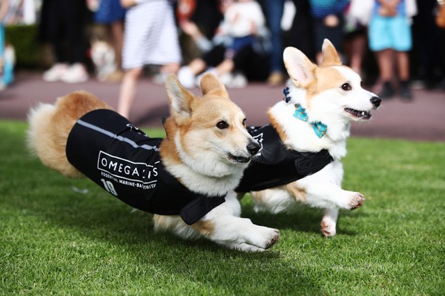 Nem csak az emberek, a corgi-k is az utcára vonultak, hiszek ők Erzsébet királynő kedvenc kutyusai