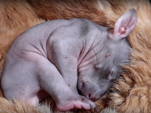 Micsoda ötlet: Van otthon egy valódi szőrméd? Segítsd vele a megmentett állatokat