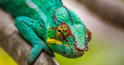 A legviccesebb dolog ma: egy leguán trollkodta szép ennek a nőnek a fotóját