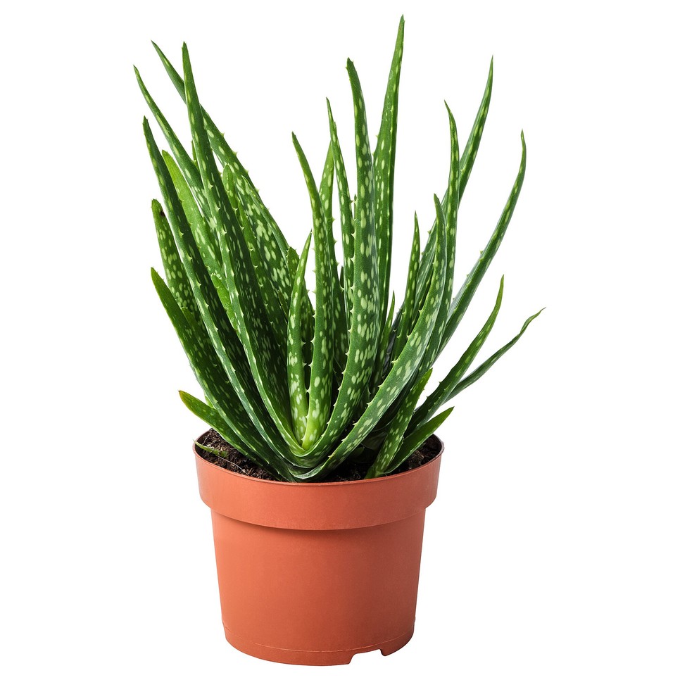 IKEA Aloe vera 995 Ft