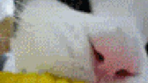 Gluténérzékeny vagy? A megmentőd a kukorica!