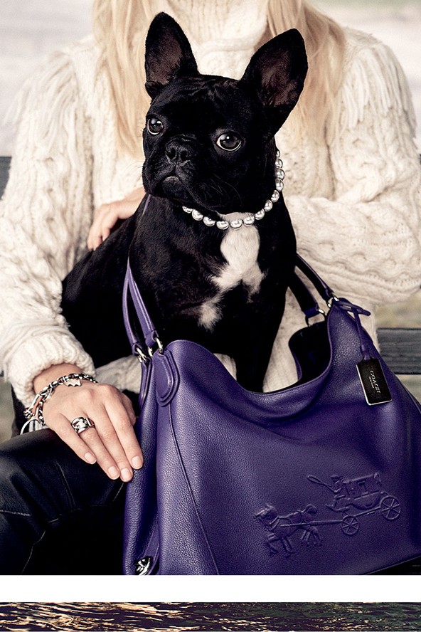 Állati kampányokkal készülnek az őszre