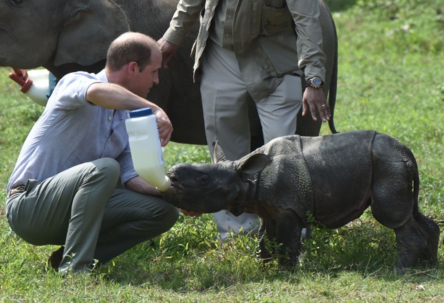 kate middleton, vilmos herceg, turné, india, indiai, bébi elefánt, orrszarvú