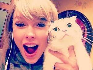 Taylor Swift macskája Victoria Beckhamként pózol Instagramon!