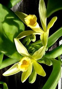 A vanília gyönyörű virága.