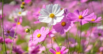 A kerted virágainak titkos jelentése: hatalmas szerencsét tulajdonítanak nekik