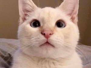 Ha egyszer megnézed ezt a macskás videót, még 50-szer meg fogod!