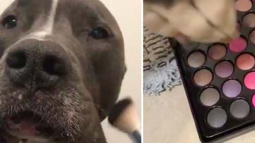Ez a KUTYA az új beautyvlogger, akit követni fogsz! Hihetetlen!