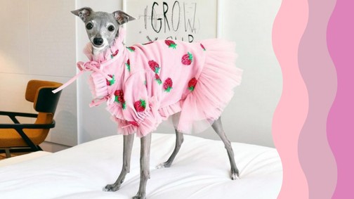 Ha esetleg nem tudtad, a legnagyobb stílusikonok ezek a kutyák!