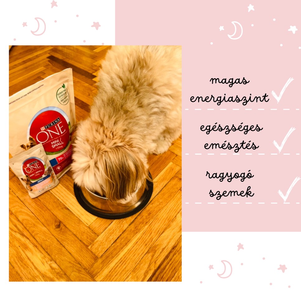 A kutyád jókedvét alapjaiban határozza meg, mit eszik