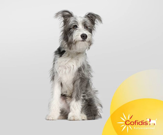 Így örültek idén a menhelyi kutyák a közel 7 millió forint adománynak