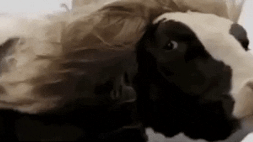 Undorító vagy menő? Boci manikűr a legújabb trend