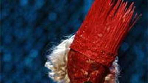 Mi leszek ha Halloween buliba megyek....