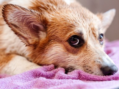 Ilyen gyakran kellene kimosnod a törölköződet a szakértő szerint: komoly fertőzést kaphatsz, ha nem így teszel