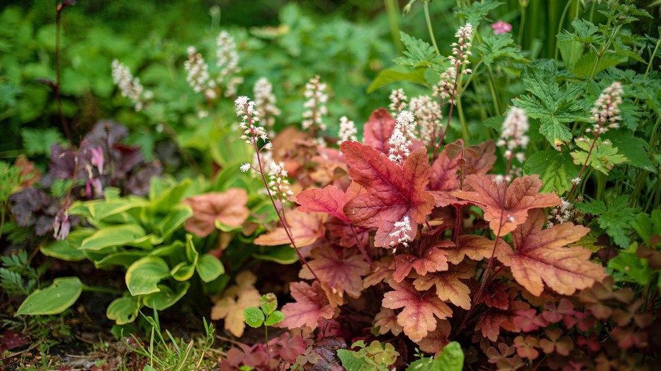 A talajtakaró növények kiszoríthatják kertünkből a gyomokat
